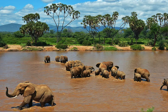 Elephants at the Ewaso Nyiro River - Samburu Reserve, Kenya